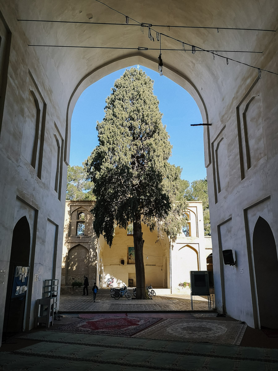 Baum in der Moschee